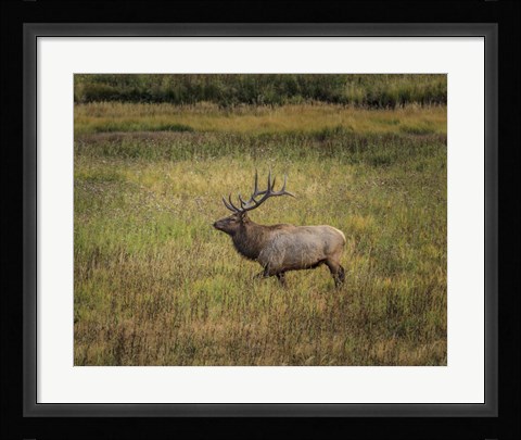 Framed Bull Elk Yellowstone Print