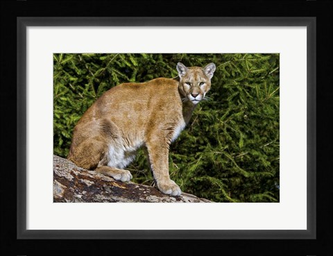 Framed Cougar Print