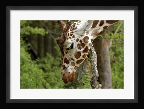Framed Giraffe 2 Print