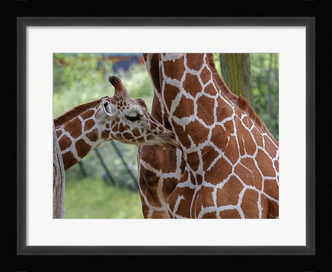 Framed Giraffe And Calf Print