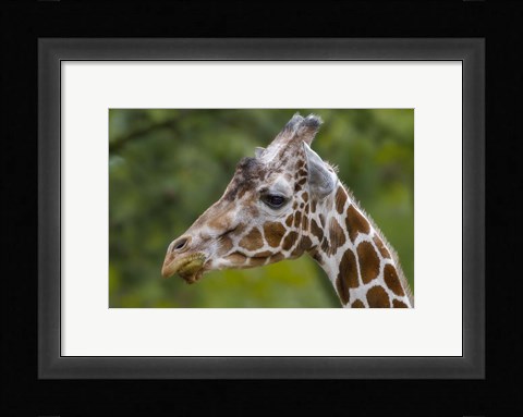 Framed Giraffe Portrait Print