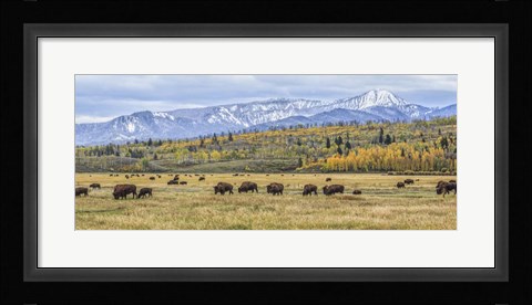 Framed Grand Teton Bison Grazing Print