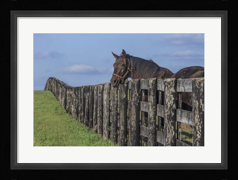 Framed Hanging Out Print