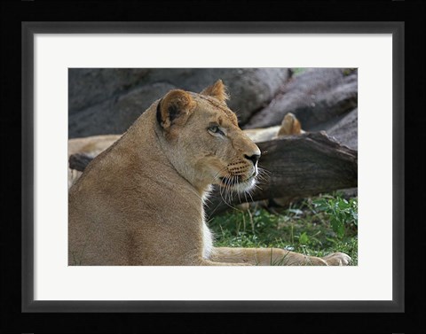 Framed Lioness Print