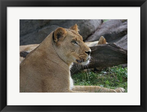 Framed Lioness Print