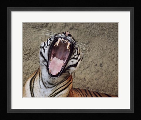 Framed Malayan Tigress Yawn Print