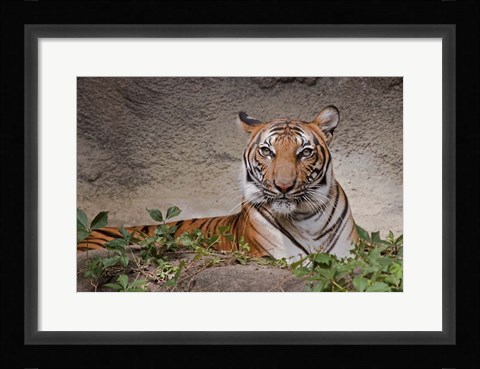 Framed Malayan Tigress Print