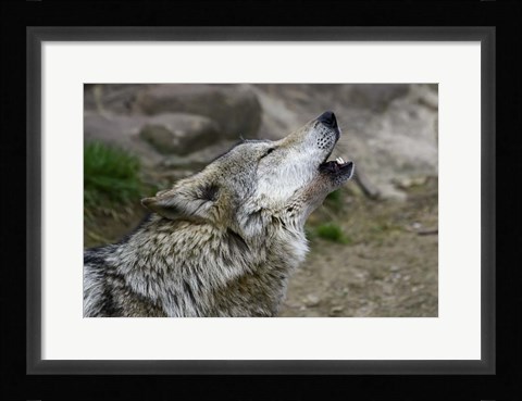Framed Mexican Wolf Print