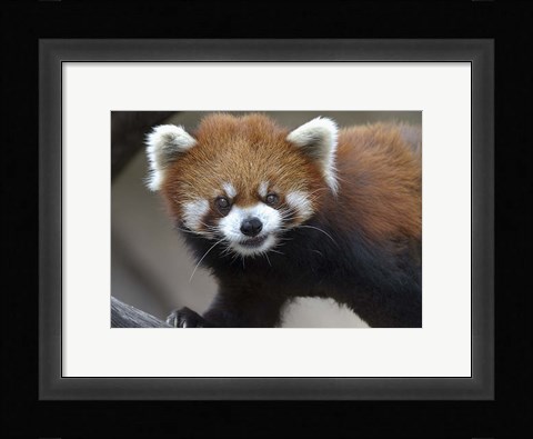 Framed Red Panda Print