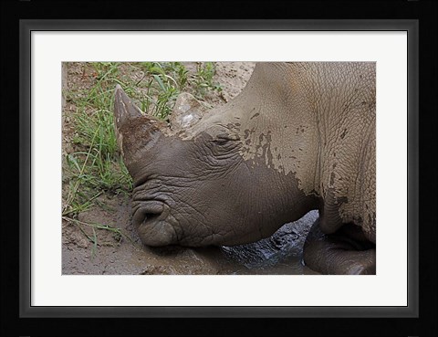 Framed Rhino Print