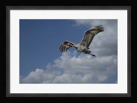 Framed Sandhill Crane In Flight Print
