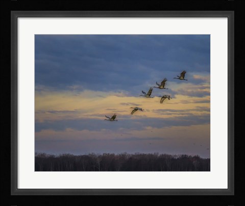 Framed Sandhill Cranes At Sunrise Print