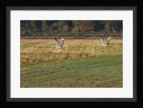 Framed Sandhills Take Flight Print