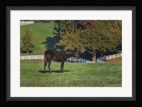 Framed Mane Event Print