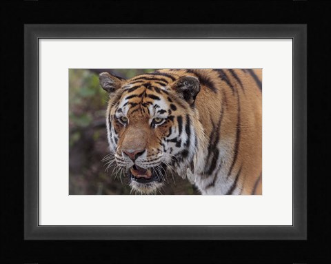Framed Tiger Print