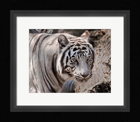 Framed White Tiger 2 Print