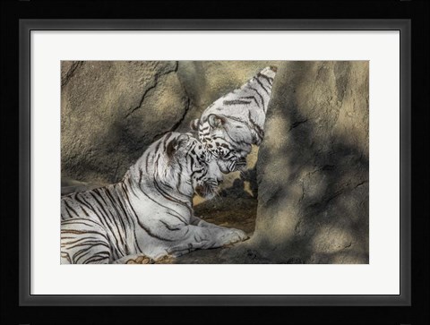 Framed White Tiger Headbutt Print