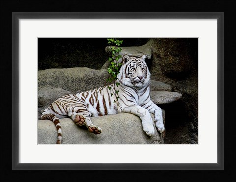 Framed White Tiger Print
