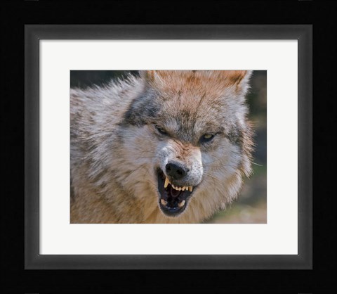 Framed Wolf Print
