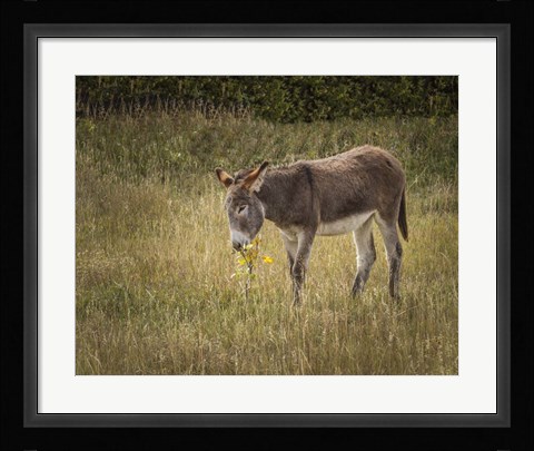 Framed Young Burro Print