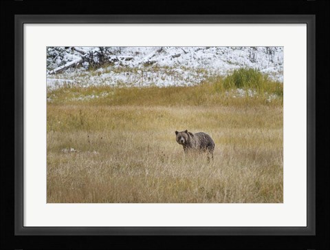 Framed Young Grizzly In Yellowstone Print
