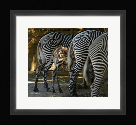 Framed Zebra Bottoms Print