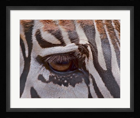 Framed Zebra Eye Print