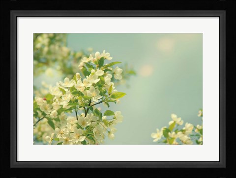 Framed Spring Beauty I Print