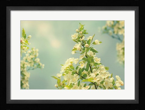 Framed Spring Beauty II Print