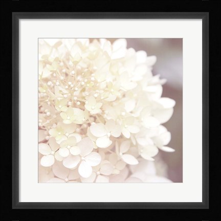 Framed Hydrangea Dream I Print