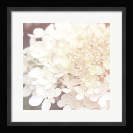 Framed Hydrangea Dream II Print