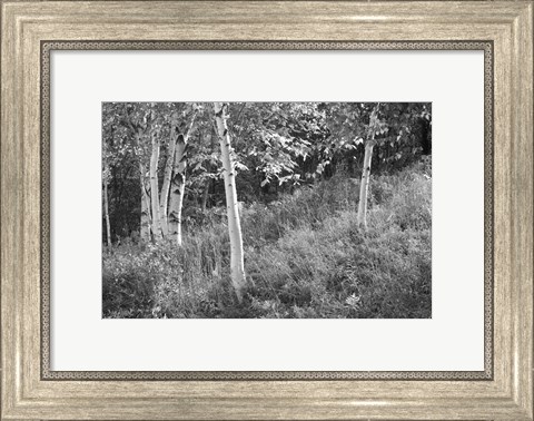 Framed Sunlit Birches I Print