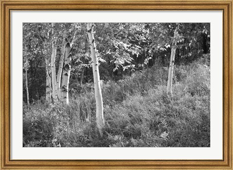 Framed Sunlit Birches I Print