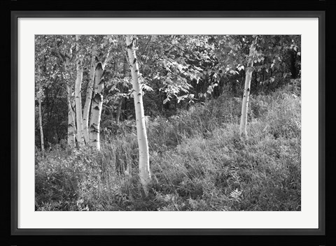 Framed Sunlit Birches I Print
