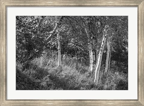 Framed Sunlit Birches II Print