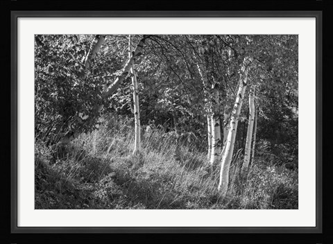 Framed Sunlit Birches II Print