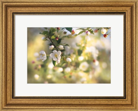 Framed Blush Blossoms I Print