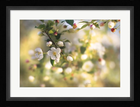 Framed Blush Blossoms I Print