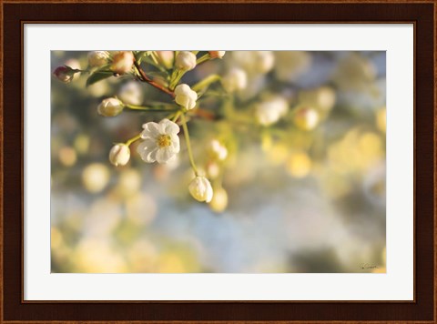 Framed Blush Blossoms II Print