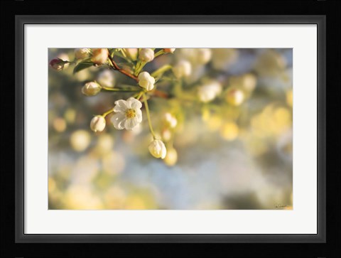 Framed Blush Blossoms II Print