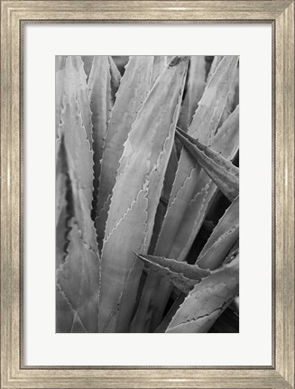 Framed Abstract Agava II Print