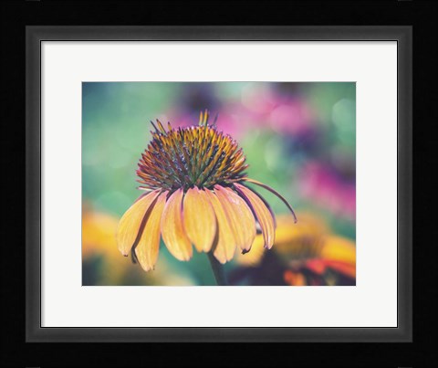 Framed Mellow Yellows I Print
