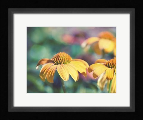 Framed Mellow Yellows II Print