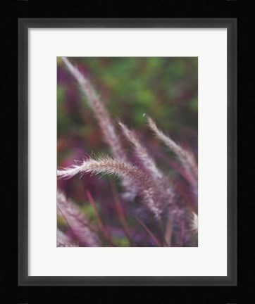 Framed Purple Plumes I Print