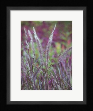 Framed Purple Plumes II Print