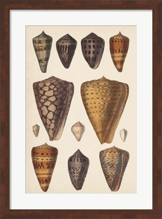 Framed Antique Cone Shells I Print
