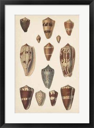 Framed Antique Cone Shells II Print