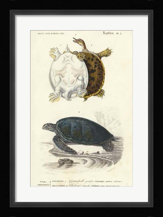 Framed Antique Turtle Duo I Print