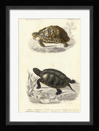 Framed Antique Turtle Duo II Print