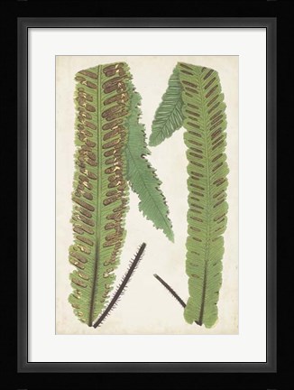 Framed Fern Family III Print